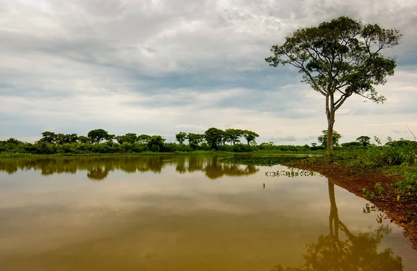 Pocone Tengah Pantanal Negara Bagian Mato Grosso Brasil Pada Oktober — Stok Foto