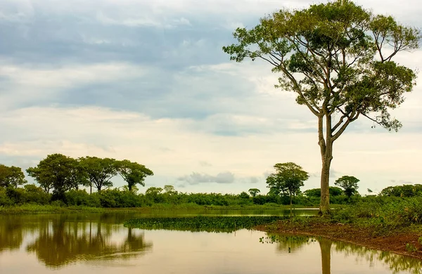 Pocone Tengah Pantanal Negara Bagian Mato Grosso Brasil Pada Oktober — Stok Foto