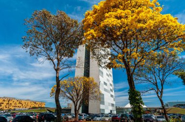 14 Ağustos 2008 'de sarı ipe ağaçlarının açtığı Ulusal Kongre, Brezilya, Brezilya.