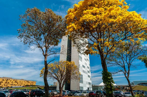 Congresso Nazionale Con Ipe Gialle Fiore Brasilia Brasile Agosto 2008 — Foto Stock