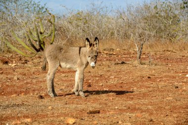 Cabaceiras, Paraiba, Brezilya 'nın yarı kurak kırsallarında genç bir eşek.