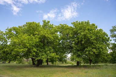 Doğa. Nehir. Orman. Ağaçlar. Bir park. Bahar. Yaz. Meşe ağacı. Manzara. Manzara. Güzellik. Gökyüzü. Yol. Çiçekler.