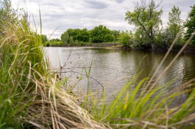 Doğa. Nehir. Orman. Ağaçlar. Bir park. Bahar. Yaz. Meşe ağacı. Manzara. Manzara. Güzellik. Gökyüzü. Yol. Çiçekler.