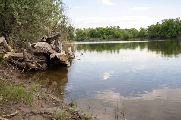 Doğa. Nehir. Orman. Ağaçlar. Bir park. Bahar. Yaz. Meşe ağacı. Manzara. Manzara. Güzellik. Gökyüzü. Yol. Çiçekler.