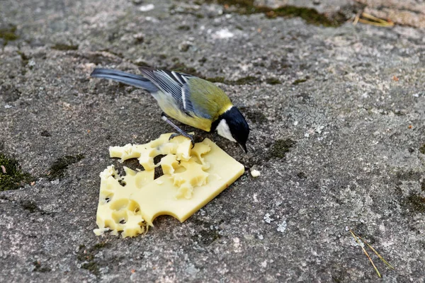 A tit pecks cheese on a stone plate.