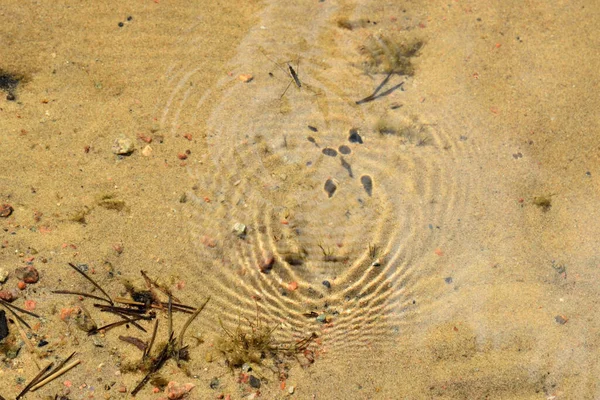 Inseto Cria Ondas Superfície Água Limpa Lago Cuja Sombra Visível — Fotografia de Stock