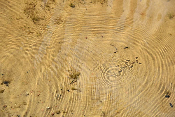 Het Insect Creëert Golven Het Oppervlak Van Het Heldere Water — Stockfoto