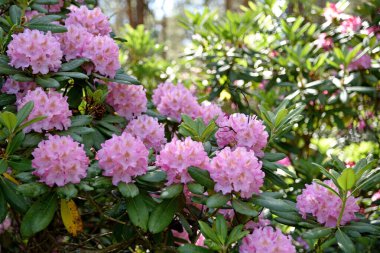 Helsinki parklarından birinde çiçek açan rhododendronlar.