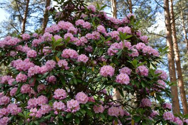 Helsinki parklarından birinde çiçek açan rhododendronlar.