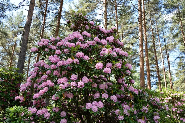 Helsinki parklarından birinde çiçek açan rhododendronlar.