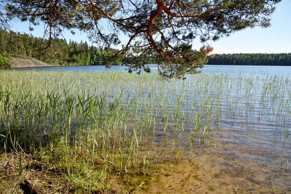 Costa Lago Florestal Saarijrvi Finlândia Dia Ensolarado Verão — Fotografia de Stock