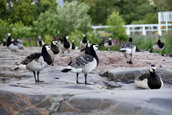 Helsinki 'deki Kaivopuisto Parkı' nda bir kaz sürüsü..