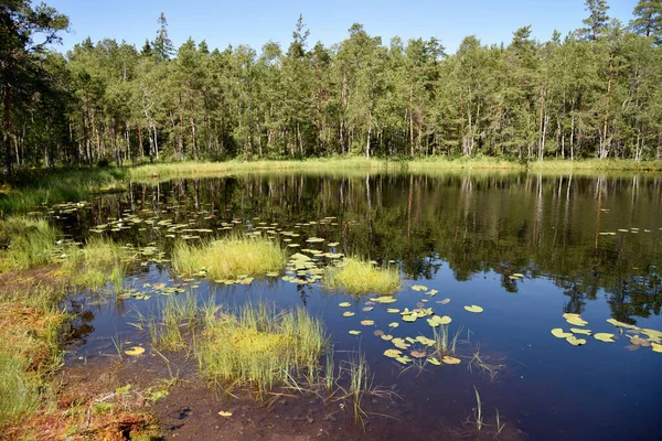 Finlandiya 'da Kirkkonummi komününde Kakarlampi Orman Gölü.