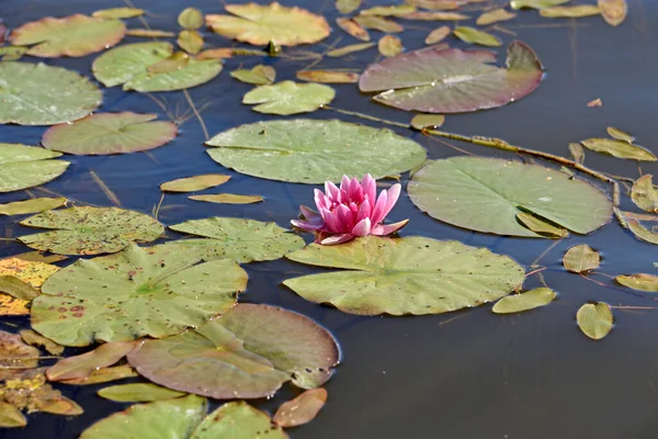 Mustionjoki Nehri 'ndeki pembe nemfoman ağaçları..