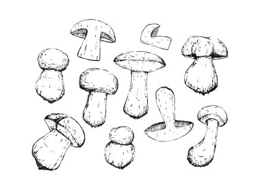 Eski model Porcini eskiz seti