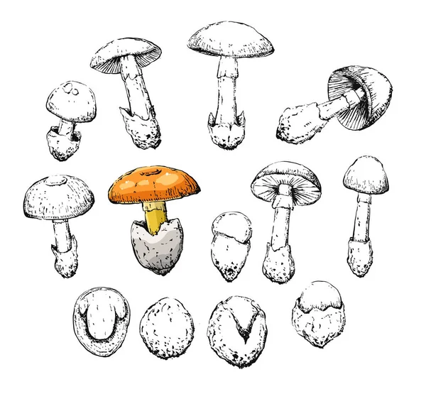 Amanita Caesarea Viejo Vintage Retro Bosquejo Conjunto — Archivo Imágenes Vectoriales