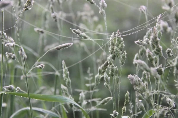 Punte Dactylis Glomerata Piede Gallo Erba Frutteto Erba Gatto — Foto Stock