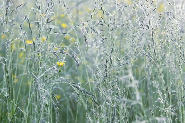 Çayır Çimenleri Sabah Çiğ Taneli Sarı Çiçekler — Stok fotoğraf