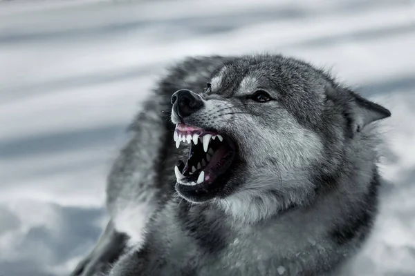 Sonrisa Lobo Canis Lupus Bosque Invernal — Foto de Stock