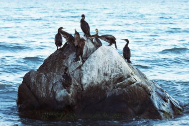 Çift tepeli karabataklar (Phalacrocorax auritus) denizdeki bir taşın üzerinde
