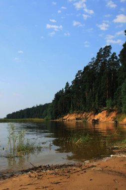 Seliger gölünde çam ağaçları olan kumlu bir sahilin dikey manzarası