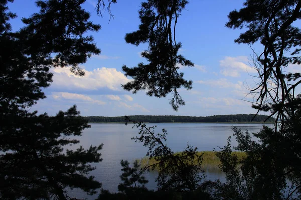 Landskap Vid Sjön Seliger Bakom Tallgrenarna — Stockfoto