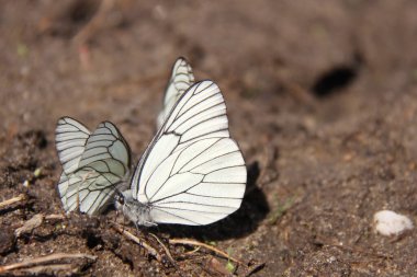 Aporia Crataegi Kelebeği yerde