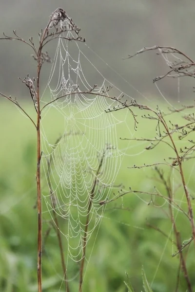 Cobweb Ervas Secas Verão — Fotografia de Stock