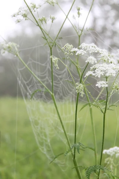 Cobweb Flores Anis Branco Verão — Fotografia de Stock