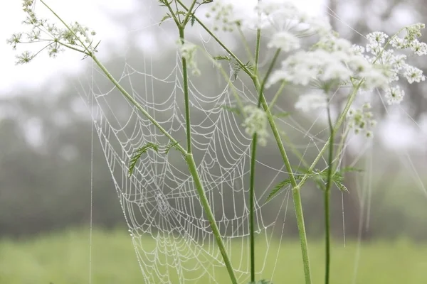 Flores Anis Branco Com Uma Teia Aranha — Fotografia de Stock