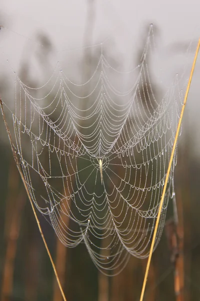 Spin Zijn Web Met Ochtenddauw Twijgen Herfst — Stockfoto