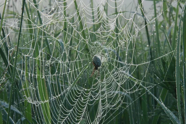 Aranha Carvalho Teia Orbe Coberta Com Orvalho — Fotografia de Stock