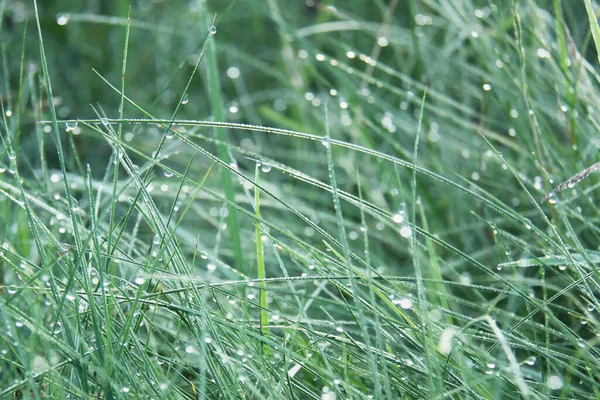 Gotas Rocío Transparente Hierba Verde — Foto de Stock