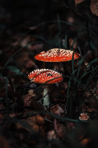 Three Fly Agaric Mushrooms Autumn Forest — Stock Photo, Image