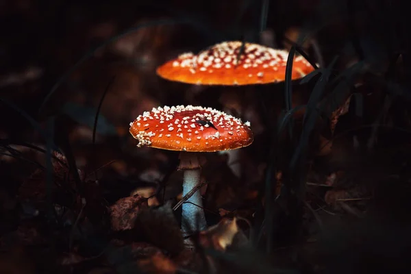 Amanita Muscaria Mushrooms Autumn — Stock Photo, Image