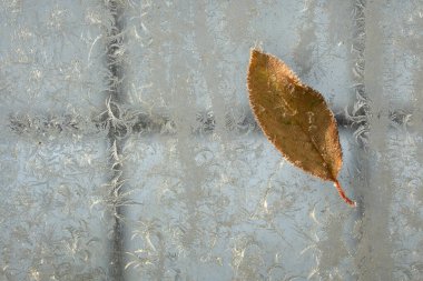 Kış penceresindeki sarı yaprak don desenleriyle kaplı.