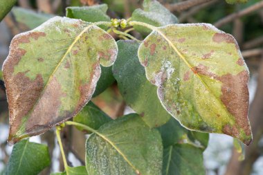 Kışın kahverengi lekeli leylak yeşili yapraklar.