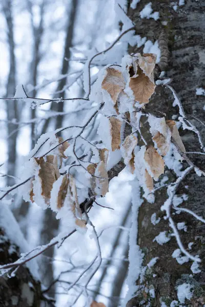 雪に覆われたブナの乾燥した葉 — ストック写真