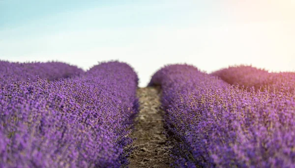 Lavender flower blooming scented fields in endless rows. Selective focus on Bushes of lavender purple aromatic flowers at lavender field. Abstract blur for background