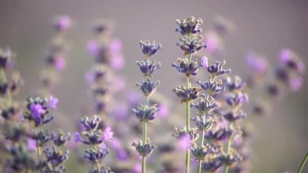 ラベンダーの花ストック動画 ロイヤリティフリーラベンダーの花動画 Depositphotos ラベンダーの花ストック動画 ロイヤリティフリーラベンダーの花動画 Depositphotos