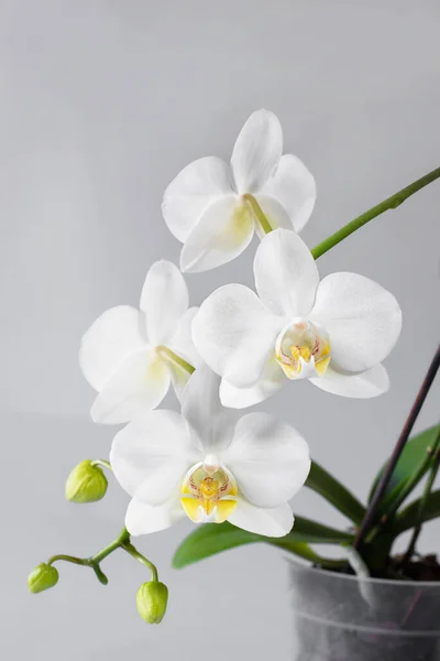 White Orchid Isolated White Background — Stock Photo, Image