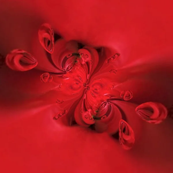 Цветочные Фантазии Одного Тёмно Красного Георгины Расцветают Крупным Планом Воздействием — стоковое фото