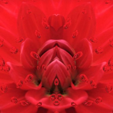 Tek bir koyu kırmızı yıldız çiçeğinin çiçekli fantezi desenleri yağmur damlası etkisiyle yakın çekim desenlerinde çiçek açar.