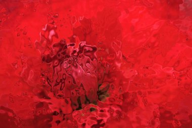 Tek bir koyu kırmızı yıldız çiçeğinin çiçekli fantezi desenleri yağmur damlası etkisiyle yakın çekim desenlerinde çiçek açar.