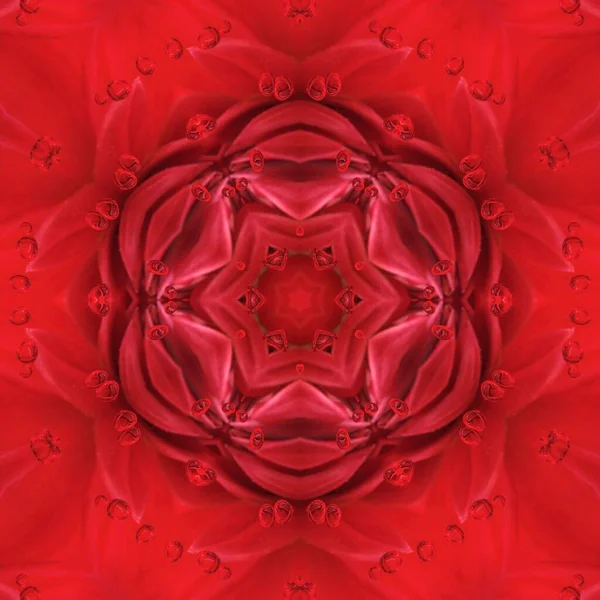 Modele Fantezie Florală Singură Dahlia Roșie Închisă Înflorește Modelele Închidere — Fotografie, imagine de stoc