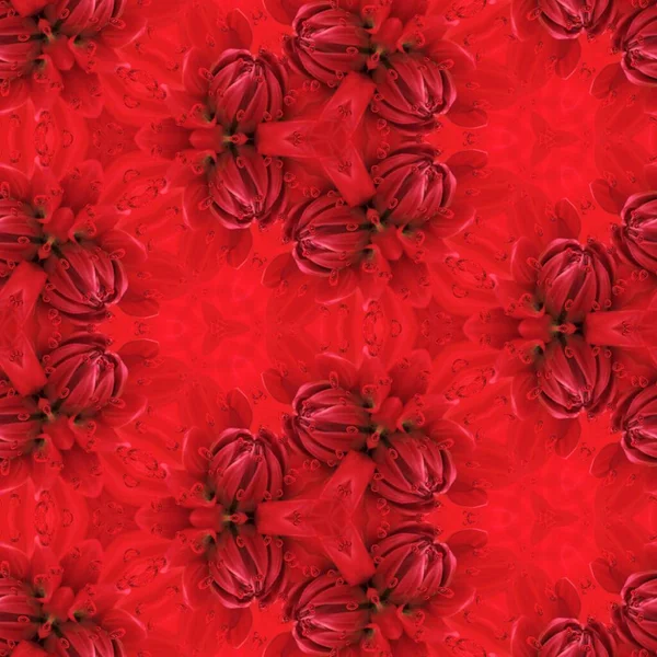 一株暗红色大丽花在雨滴作用下在特写图案中的花朵奇幻图案 — 图库照片