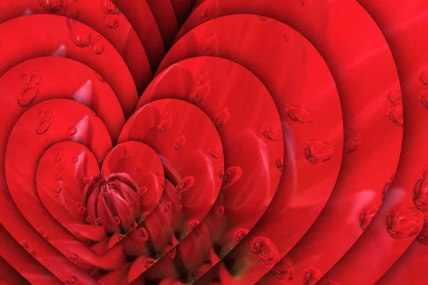 一株暗红色大丽花在雨滴作用下在特写图案中的花朵奇幻图案 — 图库照片