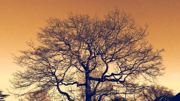 Leafless Lone Tree Winter Bokeh Overlays Form Unique Brightly Colored — Stock Photo, Image