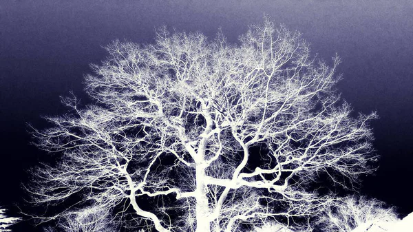 Negatiivisia Kuvia Lehtitön Yksinäinen Puu Talvella Bokeh Peitot Muodostavat Ainutlaatuisen — kuvapankkivalokuva