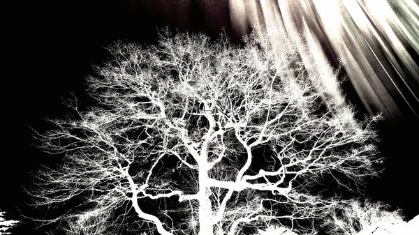 Негативні Зображення Листяного Самотнього Дерева Взимку Накладками Боке Щоб Сформувати — стокове фото